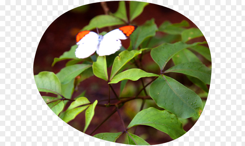 Chinese Hibiscus Crateva Religiosa Yakushima Butterfly Shoeblackplant Bus PNG