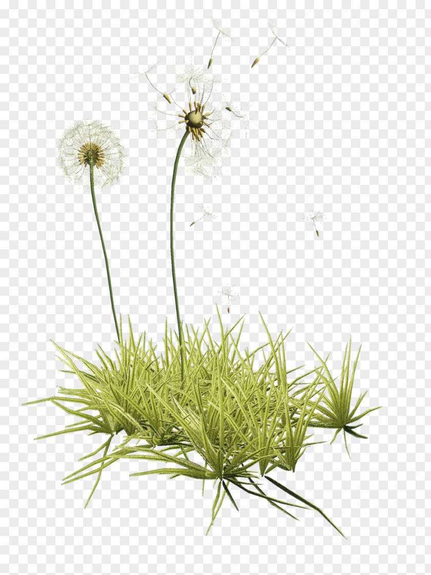 Dandelion Green Grass PNG