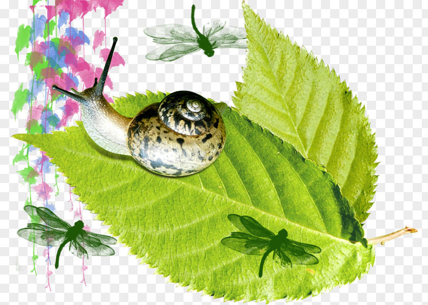 Snail On The Leaves Orthogastropoda Leaf Illustration PNG
