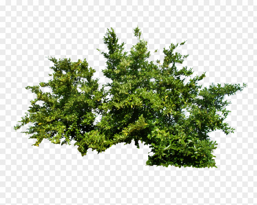 Bush Image Shrub Tree PNG