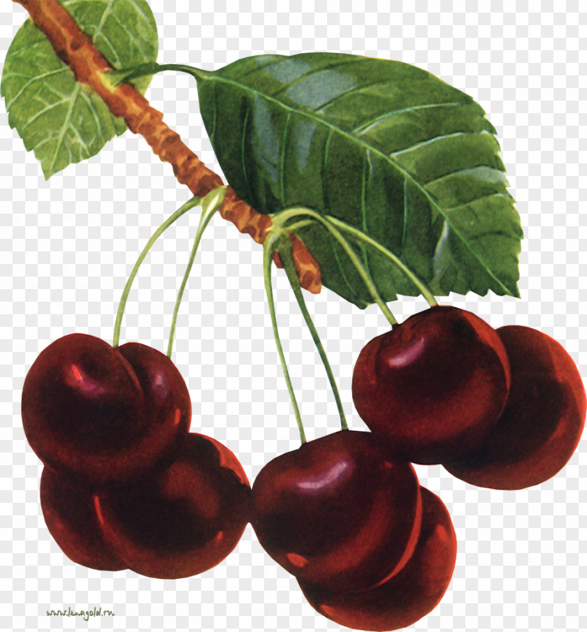 Cherry Fruit Nalewka Cerasus Marmalade PNG
