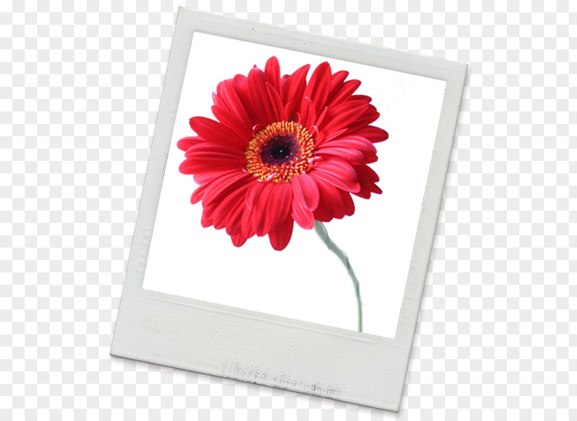 Gerbera Cut Flowers Floral Design Art Buyer Transvaal Daisy PNG