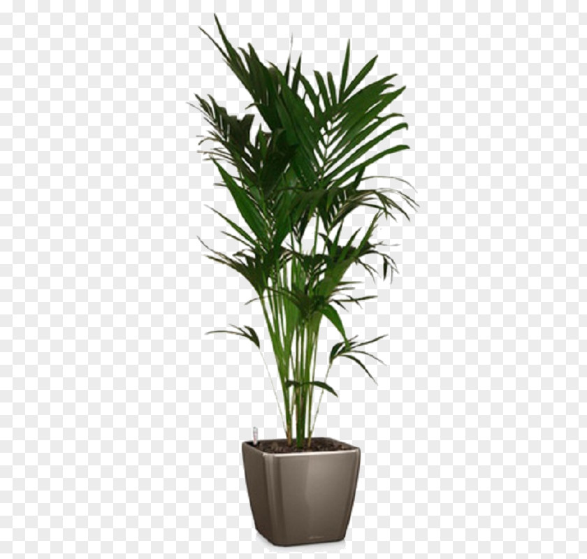 Lechuza Ribbon Palm Trees Howea Forsteriana Flowerpot Houseplant PNG