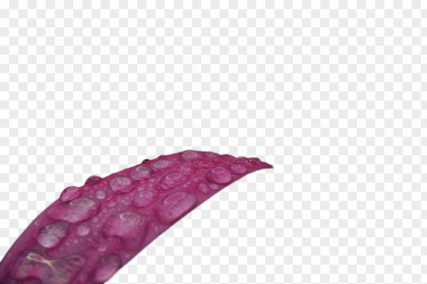Lilac M Close-up PNG