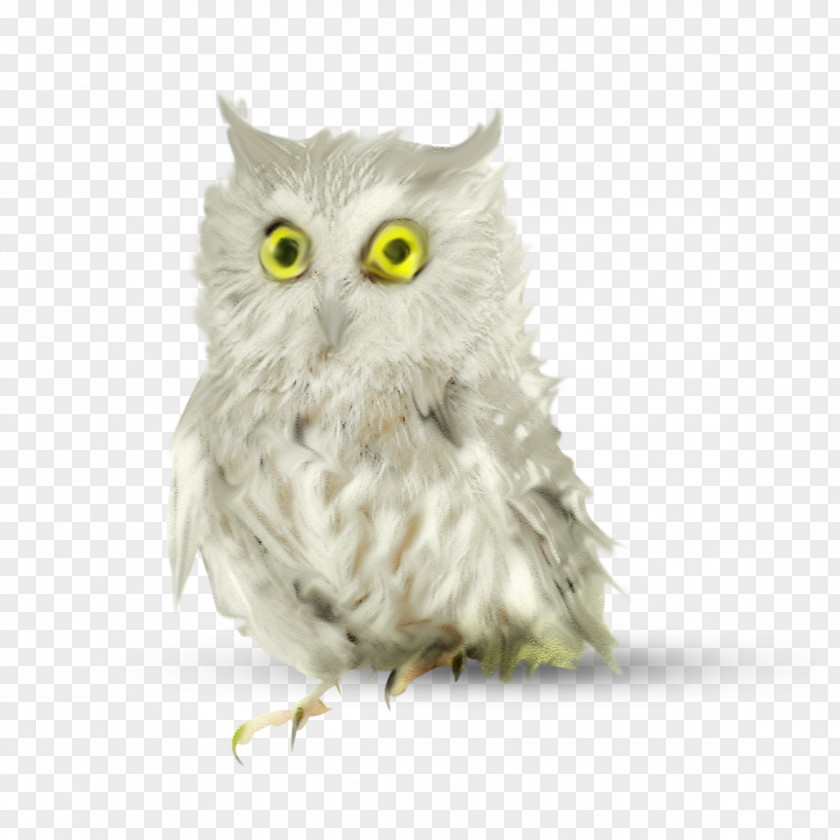 Owl Bird ForgetMeNot Clip Art PNG