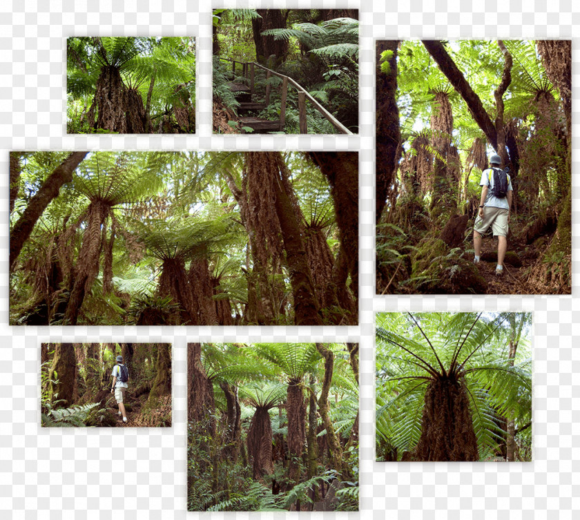 Park Santa Cruz De La Sierra National Nature Reserve Mataracu Tent Camp PNG