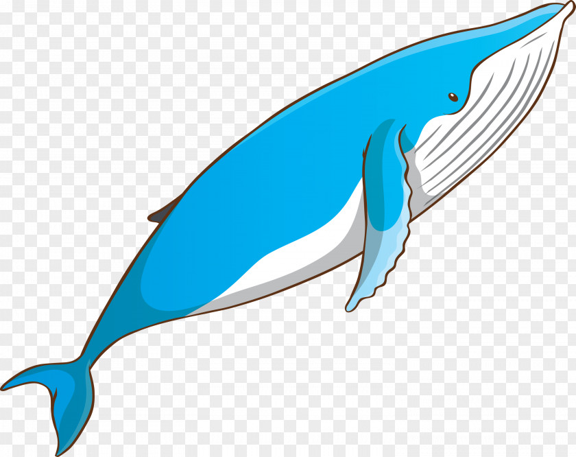 Fin Fish Bottlenose Dolphin Blue Whale Cetacea PNG