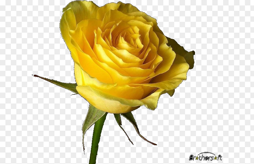 Flower Rose Desktop Wallpaper PNG