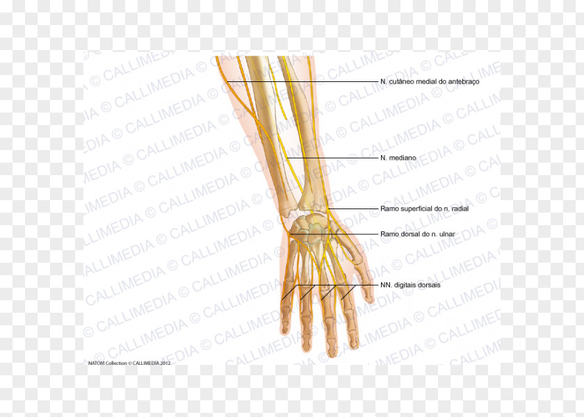 Hand Finger Radial Nerve Forearm Human Anatomy PNG