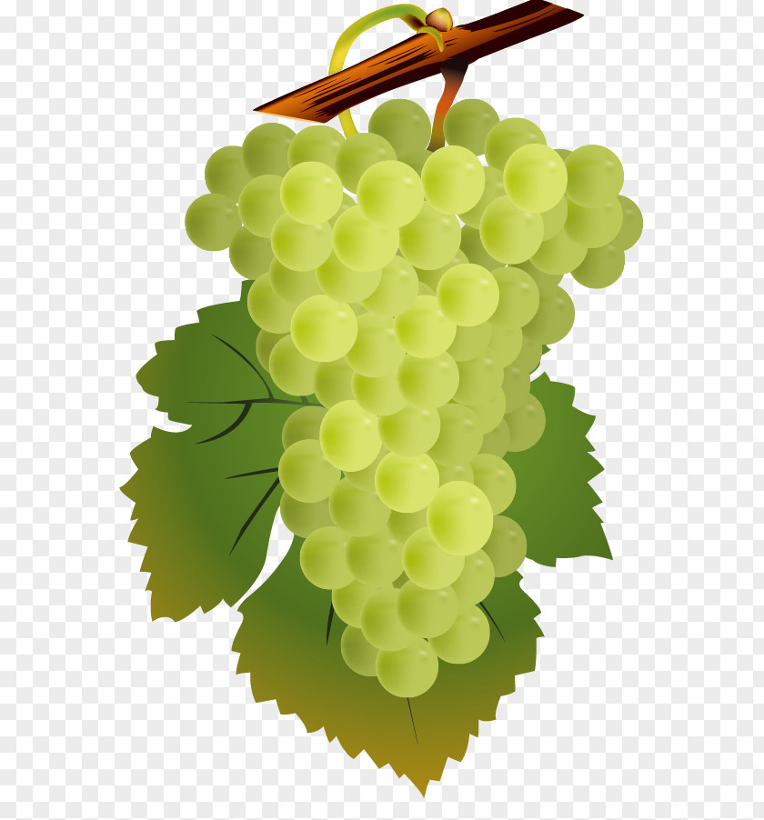 Vector Grapes Red Wine White Common Grape Vine Cahors AOC PNG