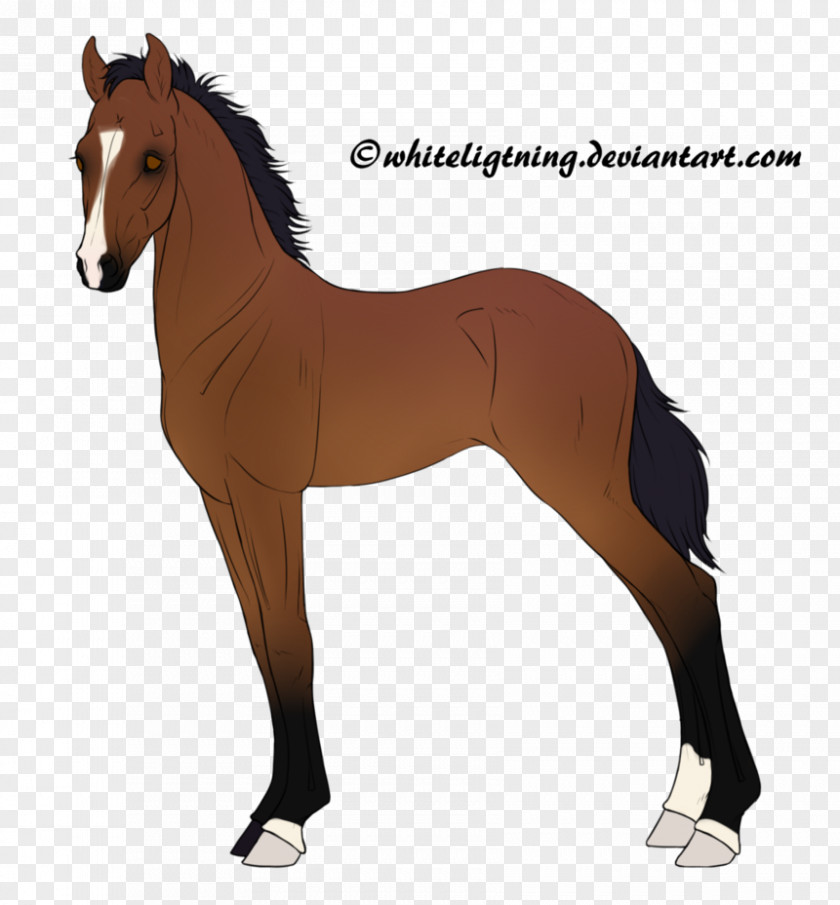 American Pharaoh Mane Pony Stallion Mare Foal PNG