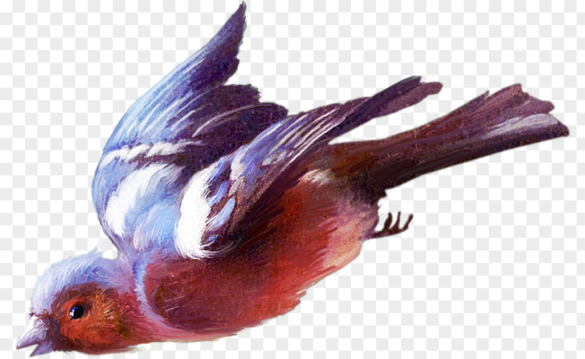 Bird Beak Animal Feather PNG