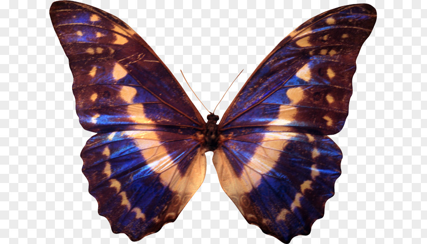 Butterfly Monarch Lycaenidae Thyroid Moth PNG