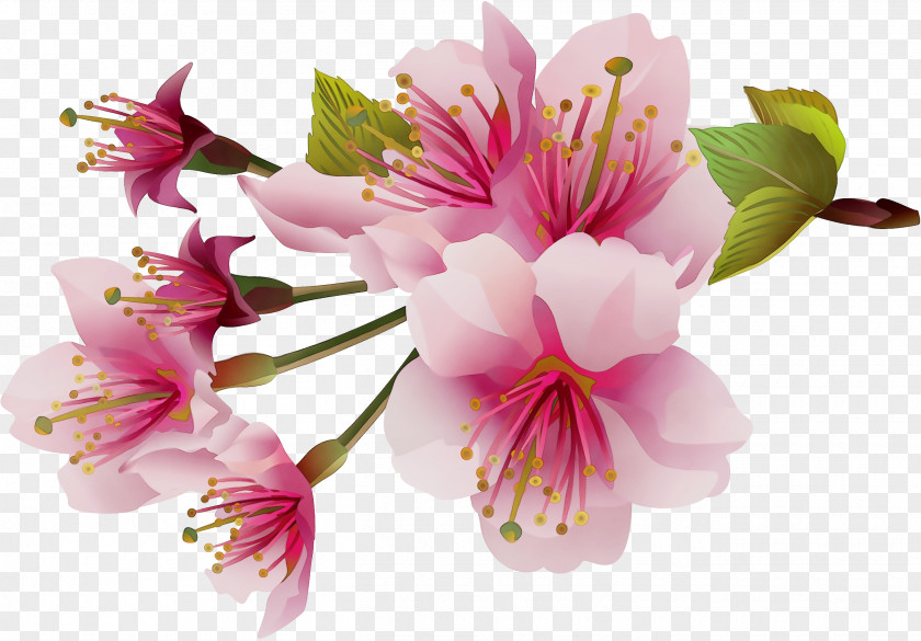 Cherry Blossom PNG