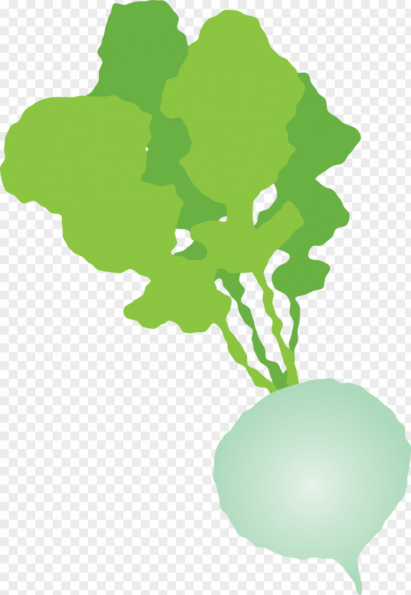 Radish PNG