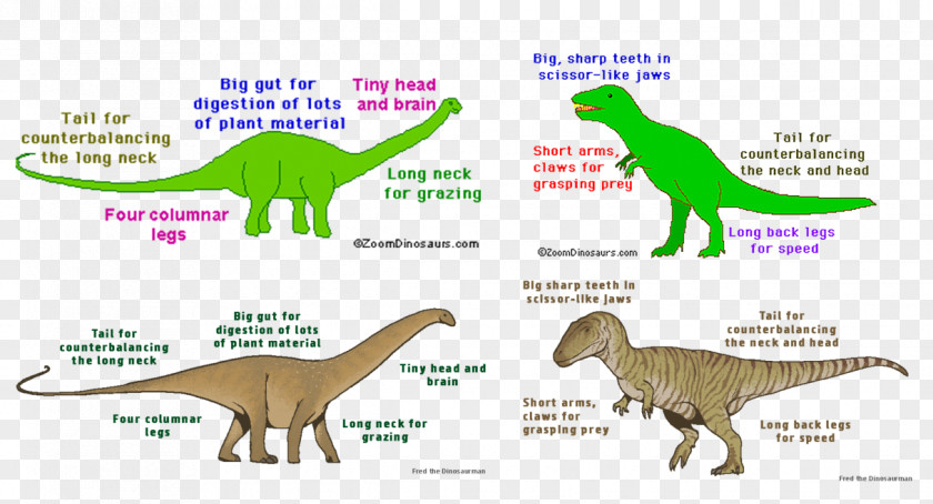 Rex Toy Story Tyrannosaurus Velociraptor Supersaurus Diagram PNG