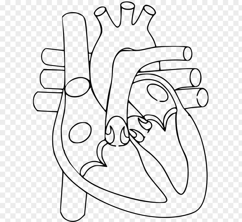 Thumb Heart Human Body Organ Circulatory System PNG body system, heart clipart PNG