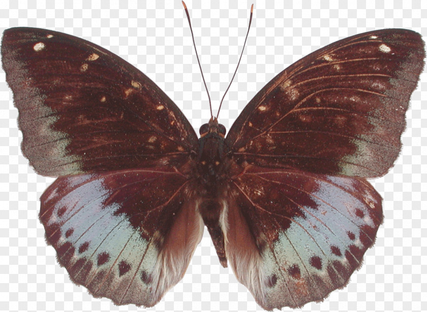 Tirumala Archduke Gossamer-winged Butterflies Borboleta Pieridae Moth PNG
