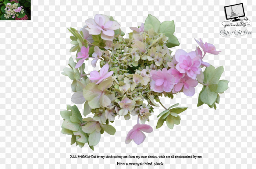 Bougainvillea Flower Garden Roses PNG