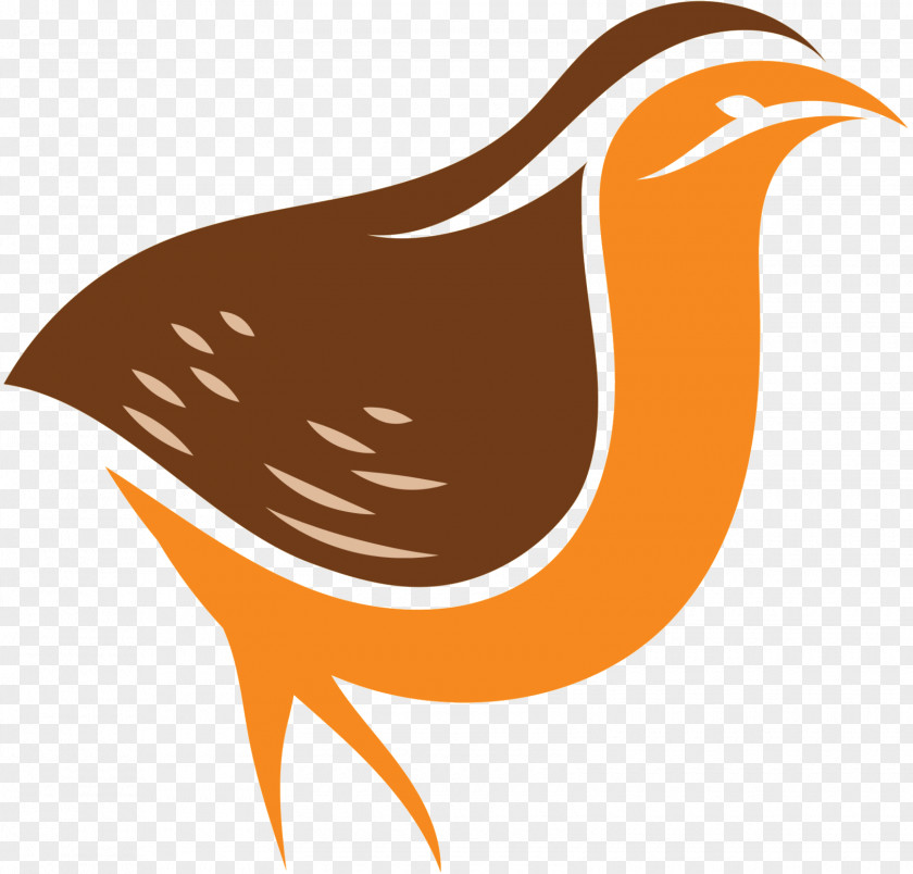 Clip Art Beak Fauna Landfowl Orange S.A. PNG