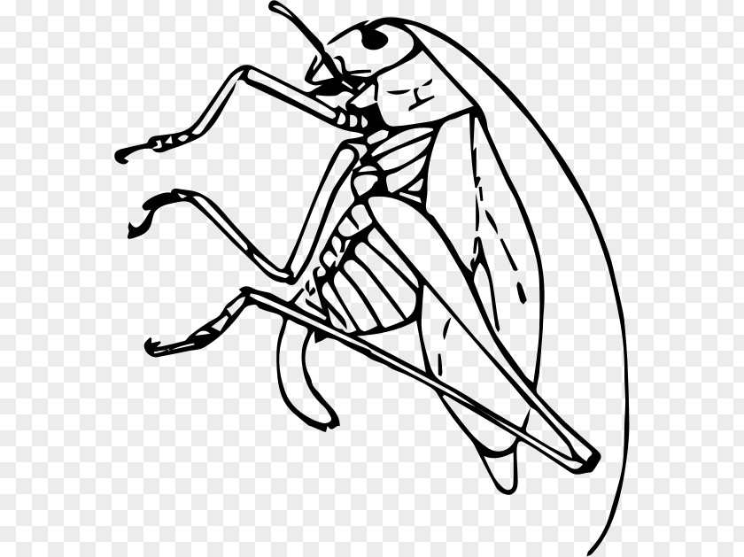 Cricket Insect Public Domain Clip Art PNG