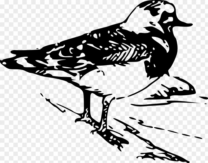 Drawing Of Australia Birds Bird Clip Art Tanagers Vector Graphics PNG