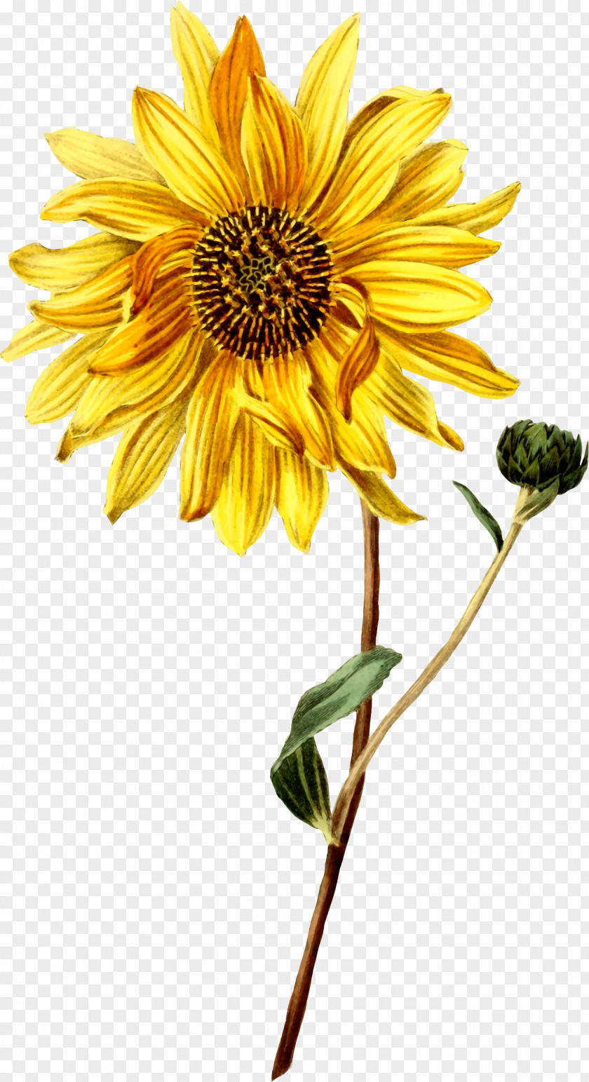 Flower Common Sunflower Botanical Illustration Botany Drawing PNG