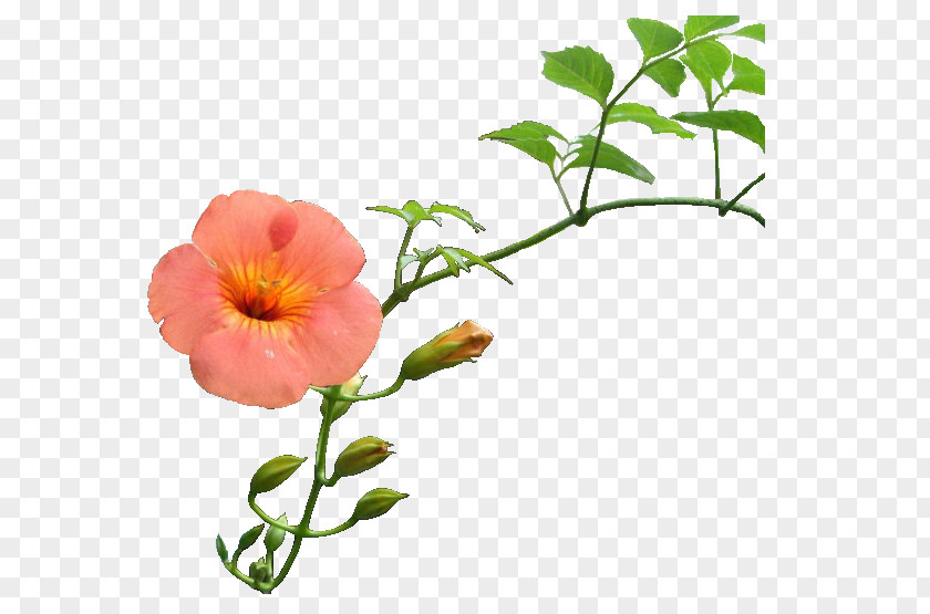 Flower Cut Flowers Petal Blog Poppy Anemone PNG