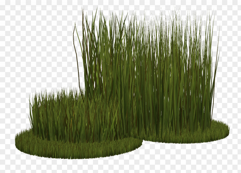 Grass Ryegrass Herbaceous Plant Grasses PNG
