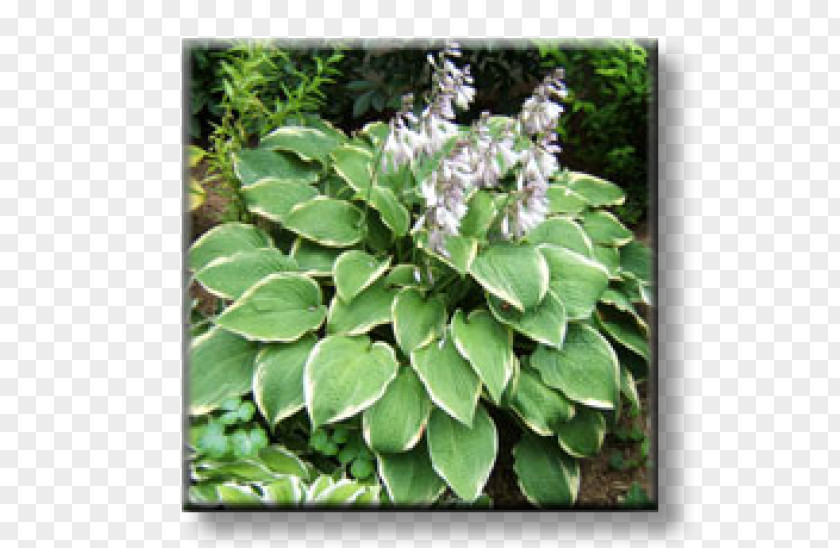 Hosta Blue Plantain-lily Graublatt-Funkie Herbaceous Plant Perennial Fortune's Spindle PNG