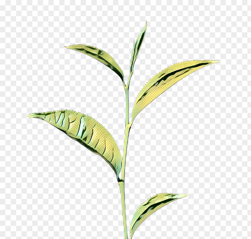 Leaf Plant Stem Commodity Grasses PNG