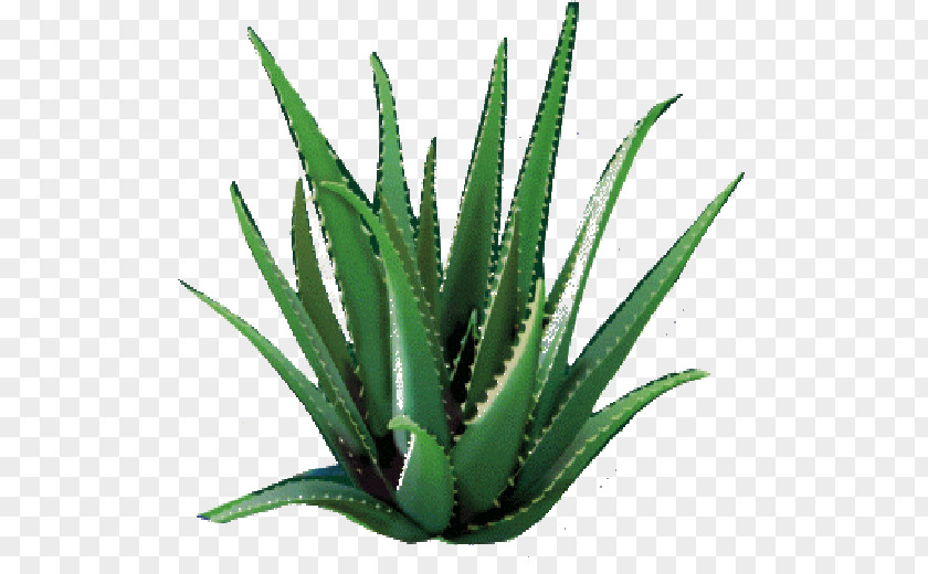 Plants Aloe Vera Skin Succulent Plant Dietary Supplement PNG