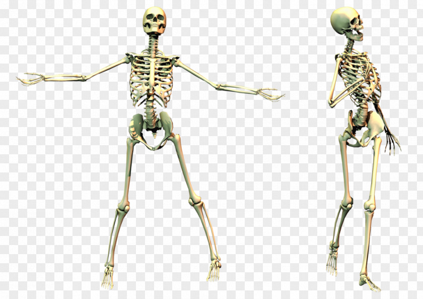 Skeleton Image Human Bone PNG
