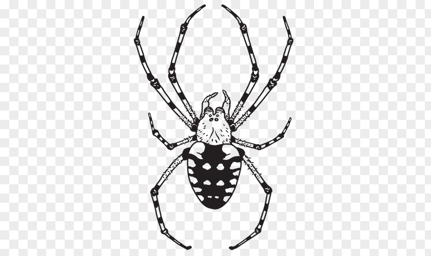 Spider Southern Black Widow Hobo Aptive Environmental Orb-weaver Spiders PNG