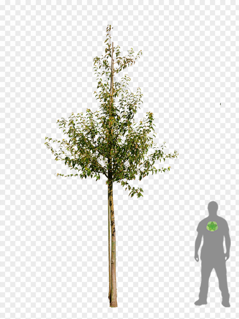 Twig Shrub Plant Stem PNG