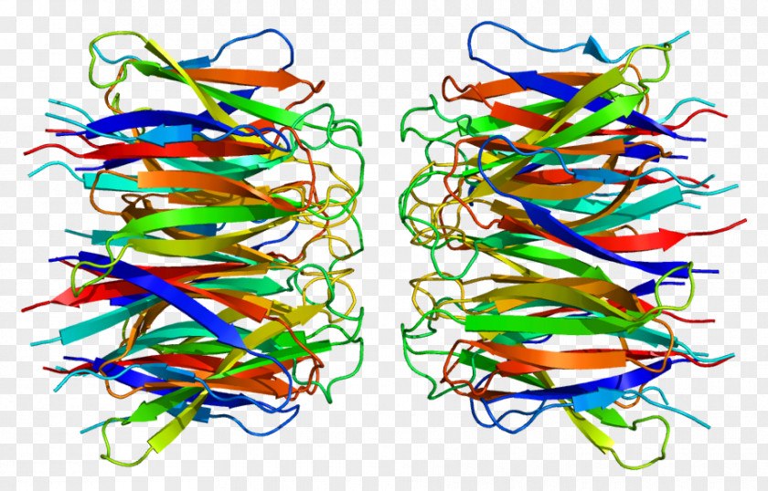 Chromosome 5 NPM1 Nucleolus Phosphoprotein Structure PNG