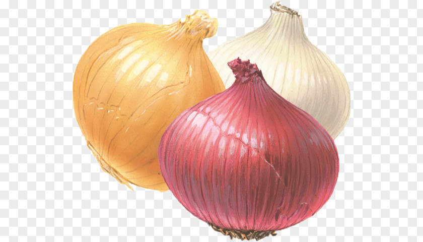 Onion White Yellow Red Fried PNG