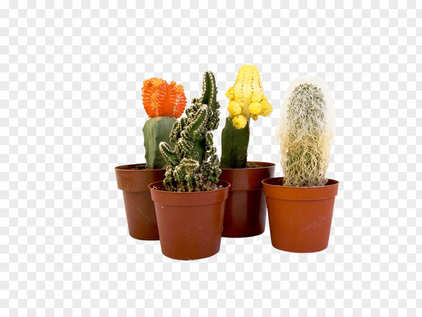 Cactus Cactaceae Epiphyllum Flowerpot Houseplant PNG