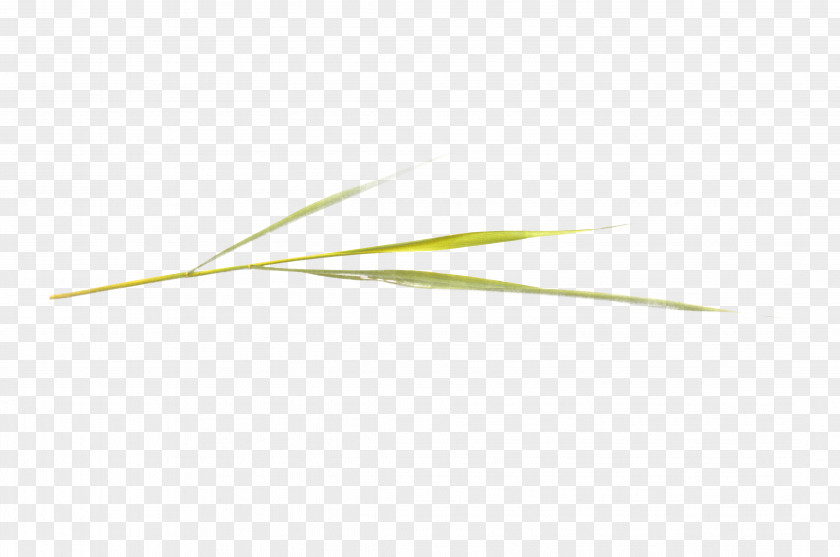 Decorative Grass Angle Pattern PNG