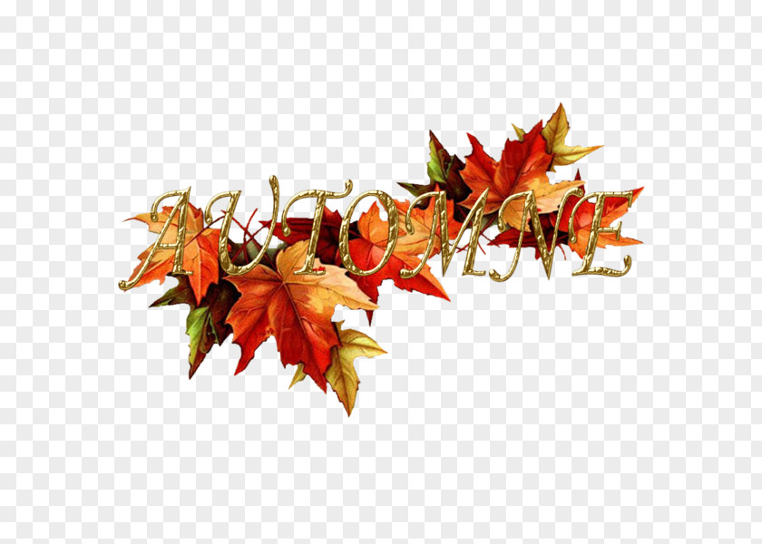 Diddl Clip Art Image Drawing Autumn PNG
