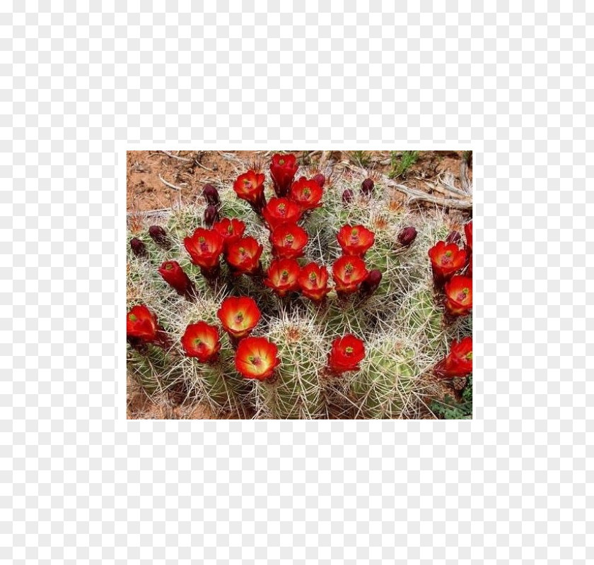 Echinocereus Triglochidiatus Sonoran Desert Cactaceae Reichenbachii Succulent Plant PNG