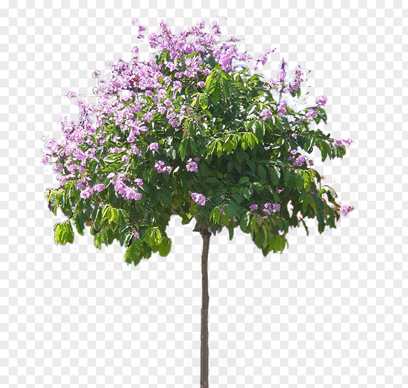 Lagerstroemia Speciosa Tree PNG