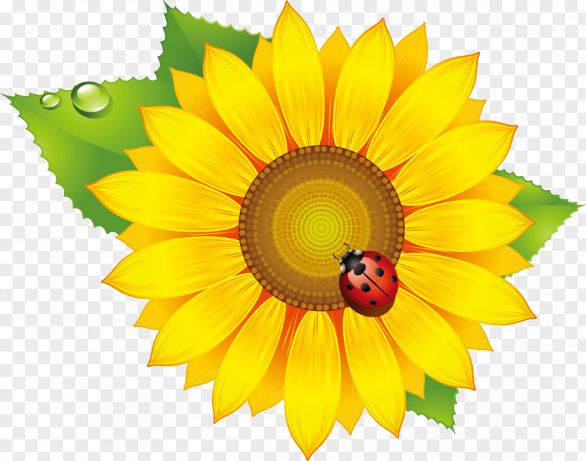 CLASSİC FLOWER Common Sunflower Vector Graphics Image Euclidean Seed PNG