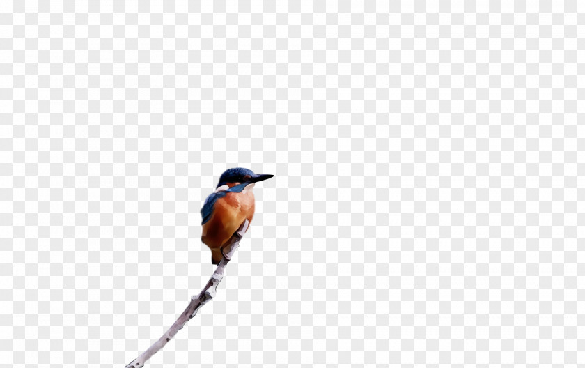 Feather PNG