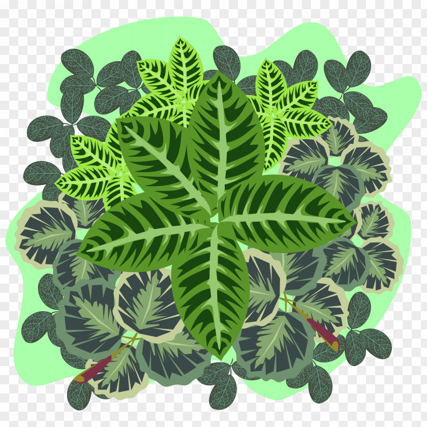 Four Leaf Clover Plant Organism PNG