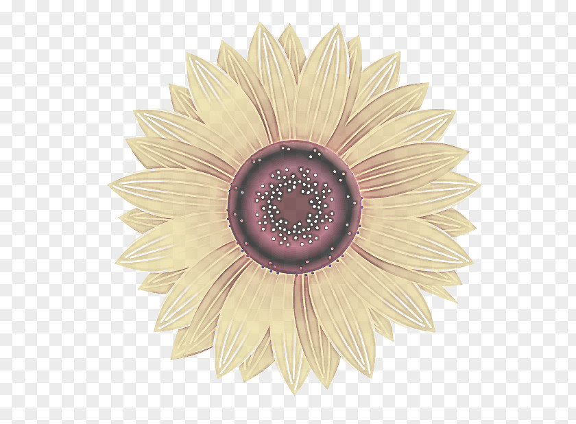 Daisy Family Petal Sunflower PNG
