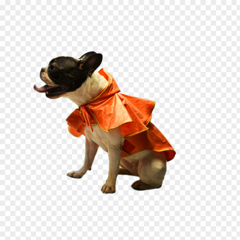 Dog Breed Clothes Snout PNG