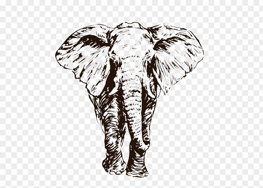 Elephants African Elephant Indian Sketch Drawing Illustration PNG