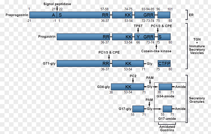 Gastrin Cholecystokinin Secretion Gastric Acid Gene PNG