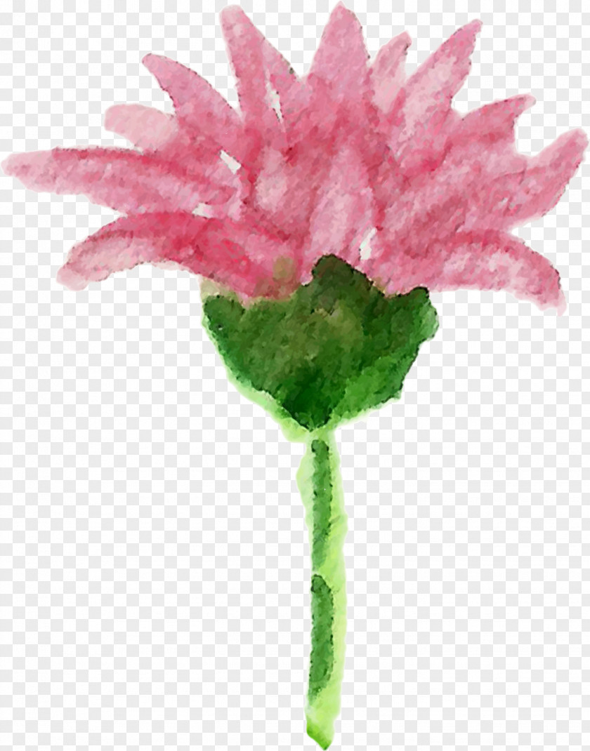 Leaf Carnation Cut Flowers Plant Stem Pink M Petal PNG